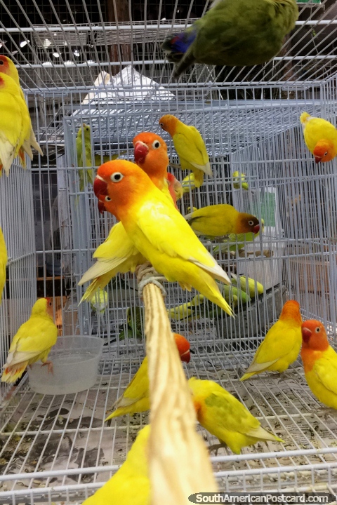 Periquitos amarillos y rojos en jaulas en el rea de animales del Mercado Central en Belo Horizonte. (480x720px). Brasil, Sudamerica.