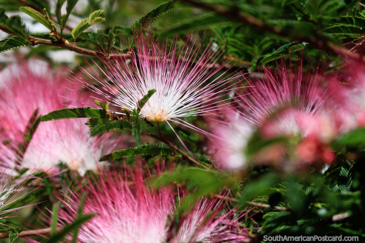 Interesting pink and white flowers in the gardens of a church in Ouro Preto. (720x480px). Brazil, South America.