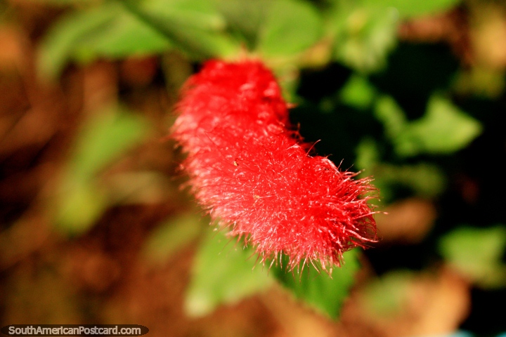 Una flor roja larga con puntos suaves mullidos en jardines en Ouro Preto. (720x480px). Brasil, Sudamerica.