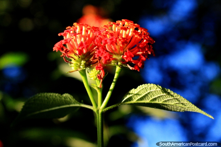 Pequeños pétalos rojos y una hermosa flor en la luz de la mañana en Ouro Preto. (720x480px). Brasil, Sudamerica.