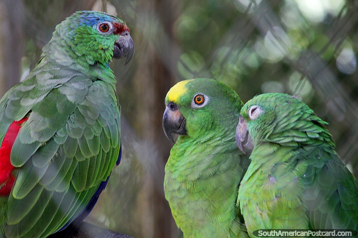 3 large parrots (papagaio-urubu) at the Chico Mendes Ambient Park in Rio Branco. (720x480px). Brazil, South America.