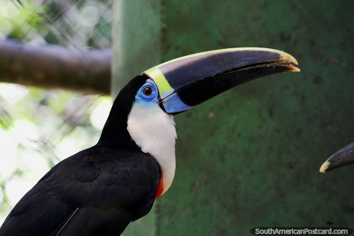 The unmistakable large beak of a Toucan, seen at the Chico Mendes Ambient Park in Rio Branco. (720x480px). Brazil, South America.