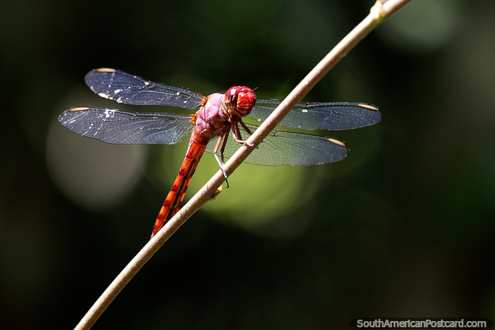 Dragonfly with 2 sets of wings and long orange tail, Chico Mendes Ambient Park in Rio Branco. (720x480px). Brazil, South America.