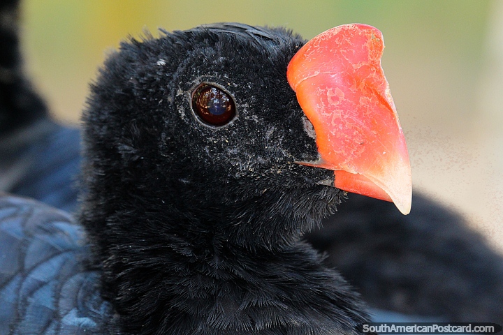 Pájaro negro con un extraño pico rojo, primer plano, vive en el
Parque Ambiental Chico Mendes en Rio Branco. (720x480px). Brasil, Sudamerica.