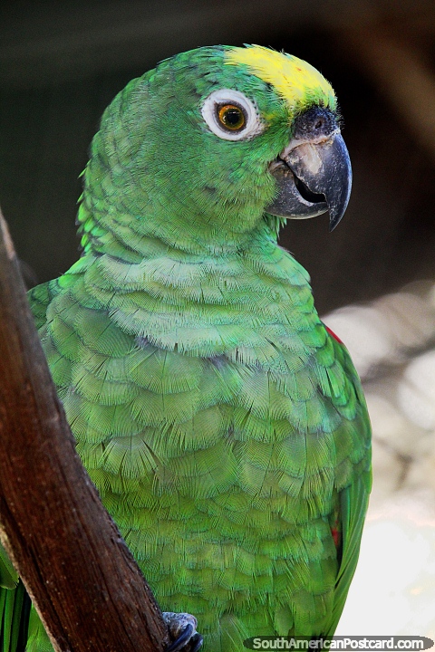 Papagaio verde com penas amarelas na cabeça, Parque Ambiental Chico Mendes, em Rio Branco. (480x720px). Brasil, América do Sul.