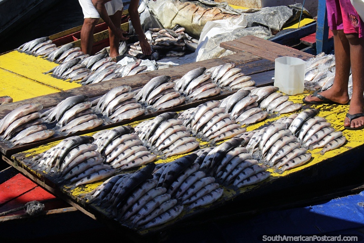 Mercado de pescado en el puerto de Manaus. (720x480px). Brasil, Sudamerica.