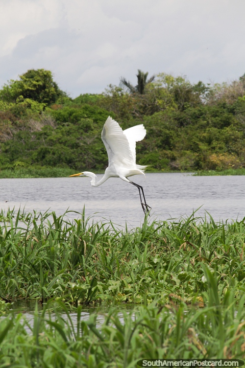 A cegonha-branca abre as asas e voa pelo rio em Manaus. (480x720px). Brasil, Amrica do Sul.