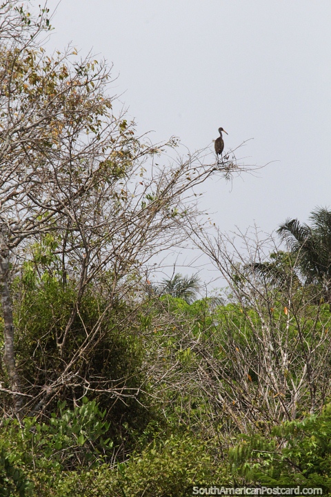 Bird with a long beak, high in a tree, the Amazon in Manaus. (480x720px). Brazil, South America.