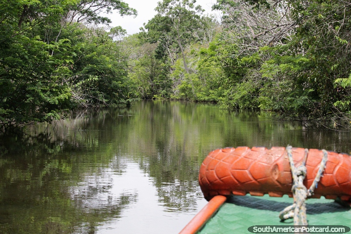 Cruising the mangroves in a small boat across the river from the city in Manaus. (720x480px). Brazil, South America.
