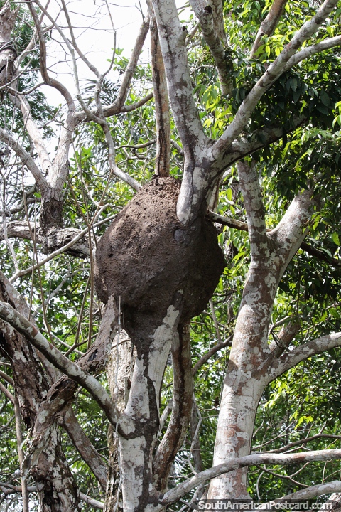 Ants nest made of mud and leaves high in a tree in the Amazon in Manaus. (480x720px). Brazil, South America.