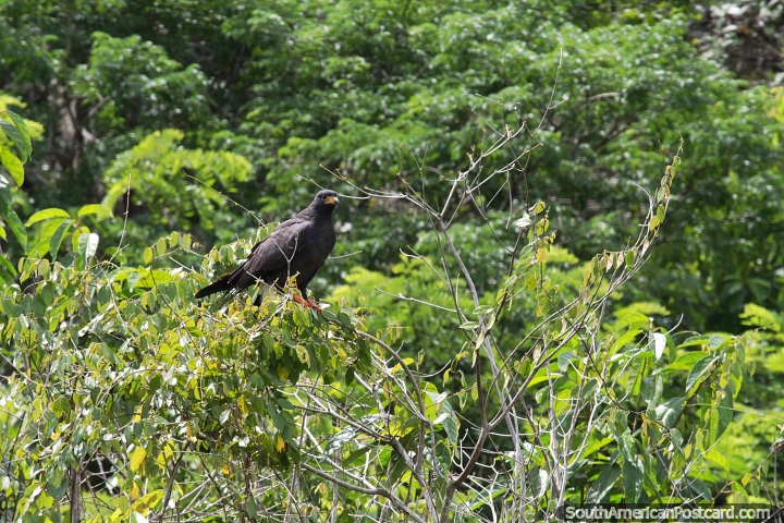 Gran halcn negro se sienta en un rbol en el verde desierto amaznico en Manaus. (720x480px). Brasil, Sudamerica.