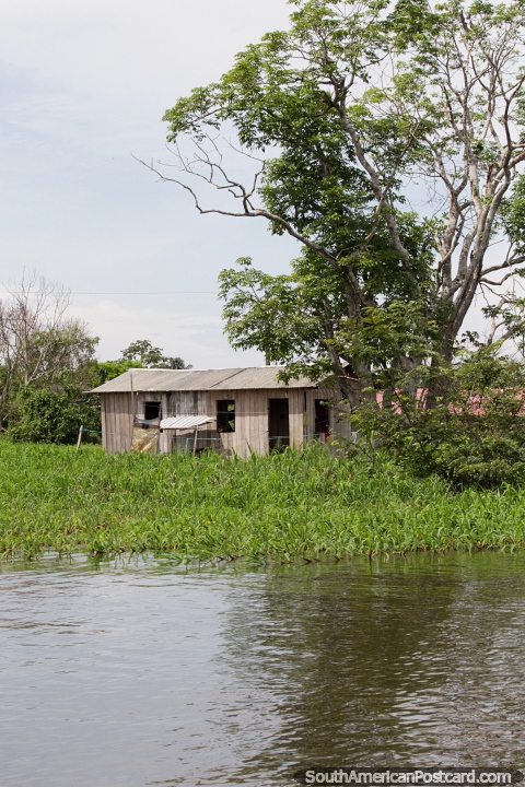 Simple wooden house built under a large tree in the wetlands in Manaus. (480x720px). Brazil, South America.