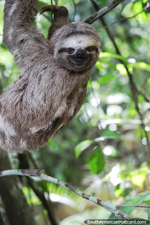 Sloth enjoys his day in a tree in the Amazon wetlands in Manaus. (480x720px). Brazil, South America.