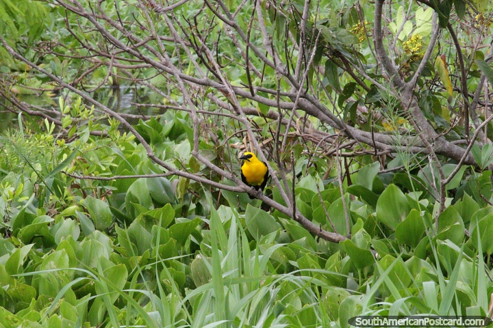 Ave amarela e preta no pantanal de Manaus. (720x480px). Brasil, Amrica do Sul.