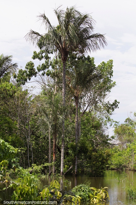 Palmeras que crecen en el agua, el ro est ms alto de lo normal en Manaus. (480x720px). Brasil, Sudamerica.