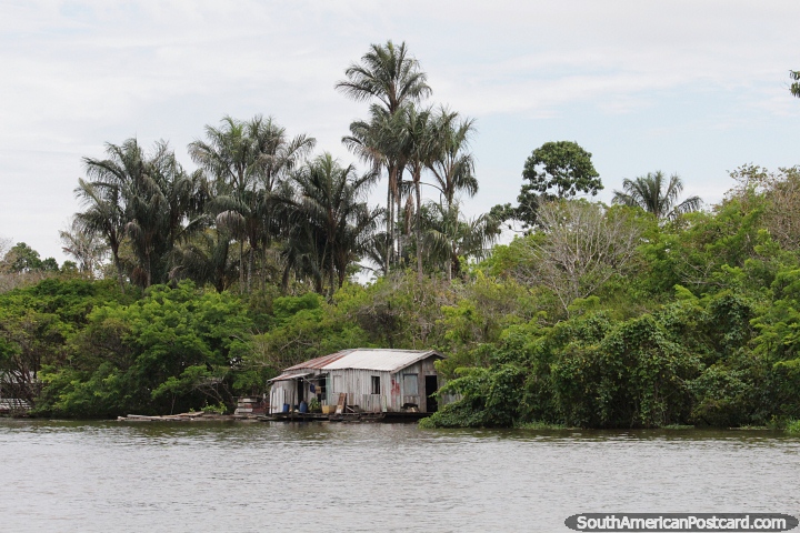 Wooden house on the edge of the river with palm trees behind in Manaus. (720x480px). Brazil, South America.