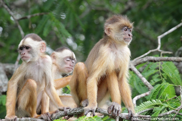 3 wild monkeys in the wetlands area in Manaus. (720x480px). Brazil, South America.