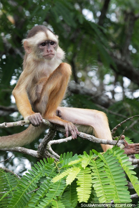 Veja a vida selvagem como macacos em Manaus do outro lado do rio da cidade. (480x720px). Brasil, Amrica do Sul.
