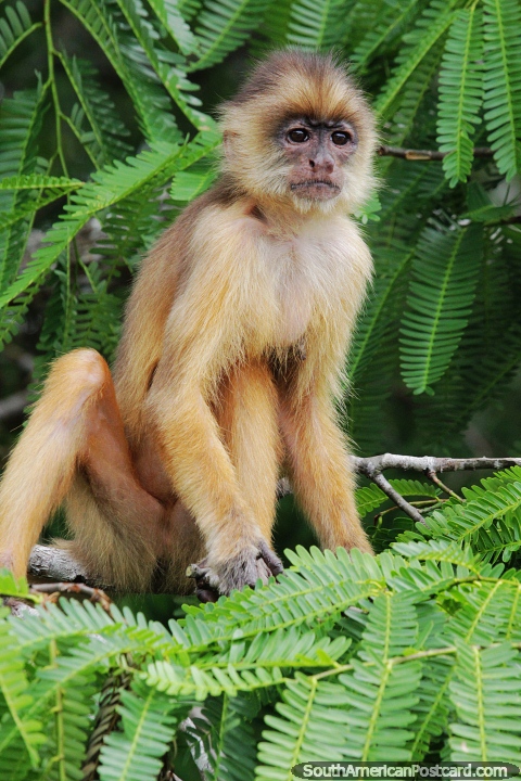 Macaco em uma rvore em Manaus. (480x720px). Brasil, Amrica do Sul.