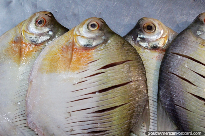 Round-shaped fish caught in the Amazon in Manaus. (720x480px). Brazil, South America.