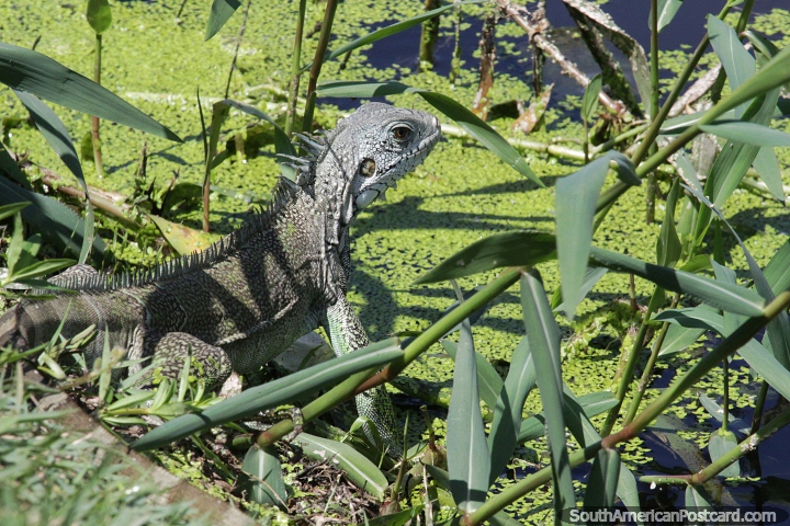 Iguana en el agua en el Parque Jefferson Peres en Manaus. (720x480px). Brasil, Sudamerica.