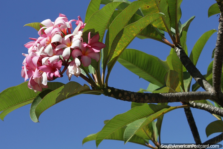 Large pink flower under blue skies in the park in Manaus. (720x480px). Brazil, South America.