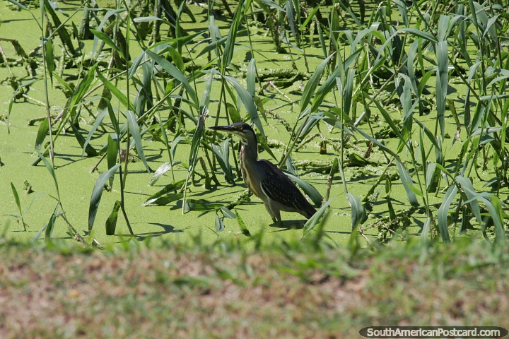 Bird in the green waters at Jefferson Peres Park in Manaus. (720x480px). Brazil, South America.