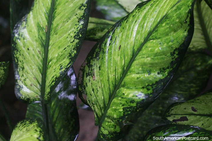Bastes mudos, planta tropical com grandes folhas verdes, a Amaznia. (720x480px). Brasil, Amrica do Sul.