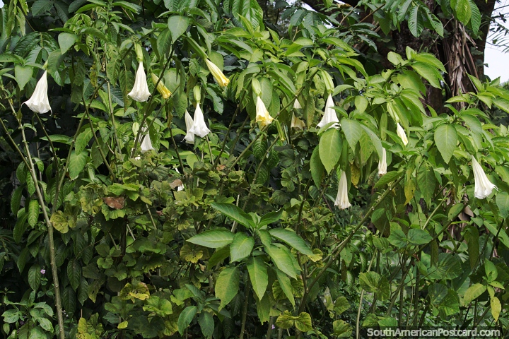 Brugmansia arborea, the angels trumpet, growing in the Amazon. (720x480px). Brazil, South America.