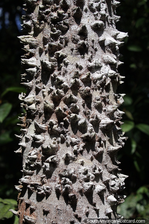 rvore com um tronco pontiagudo e nodoso na Amaznia. (480x720px). Brasil, Amrica do Sul.