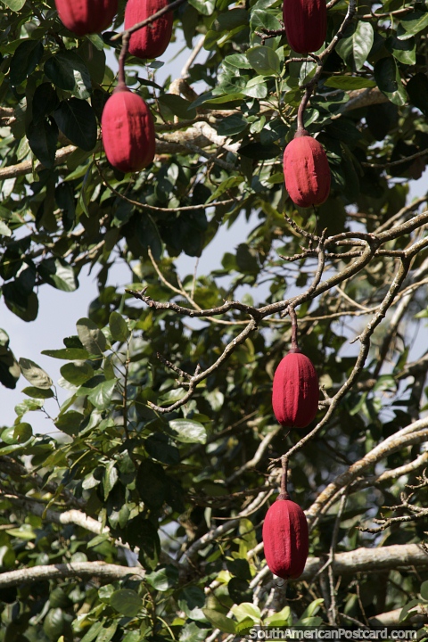 Cocoa tree in the Amazon, the seeds are used to make chocolate. (480x720px). Brazil, South America.