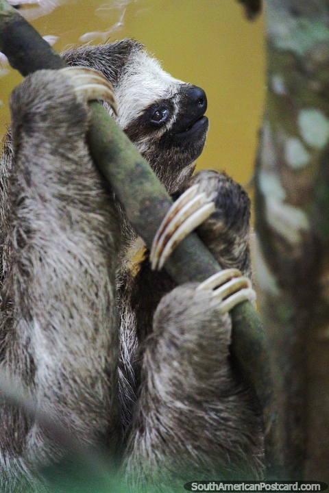 Sloth with very long claws in a tree in the Amazon. (480x720px). Brazil, South America.