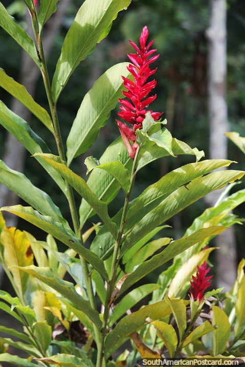 Alpinia purpurata (red ginger), native of Malaysia, found in the Amazon too. (480x720px). Brazil, South America.