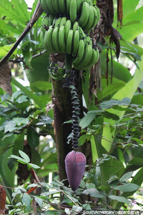 Planta de banano amaznica con el gran bulbo morado. (480x720px). Brasil, Sudamerica.