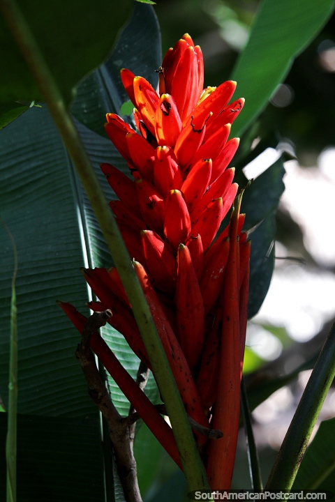 Musa coccinea, commonly known as scarlet banana, exotic flower of the Amazon. (480x720px). Brazil, South America.