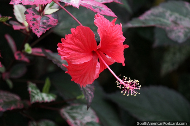 Shoeblack plant (Hibiscus rosa-sinensis), flower in the Amazon. (720x480px). Brazil, South America.
