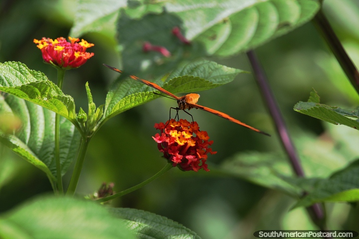 La mariposa se sienta en una flor de Lantana de las Indias Occidentales en el Amazonas. (720x480px). Brasil, Sudamerica.