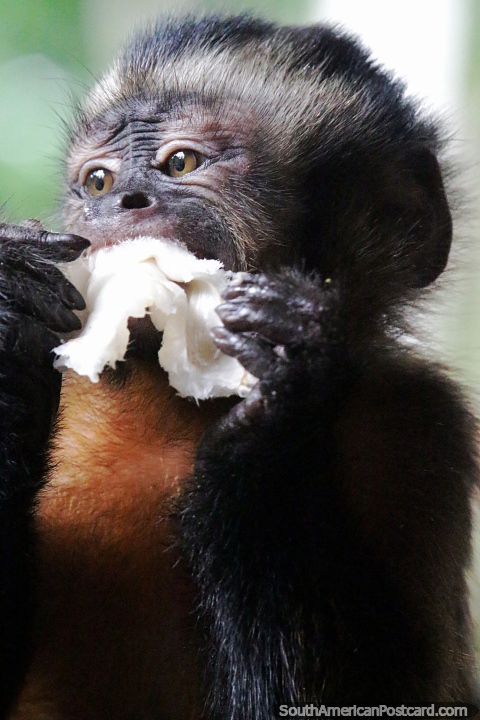 El mono del Amazonas come algo de fruta. (480x720px). Brasil, Sudamerica.