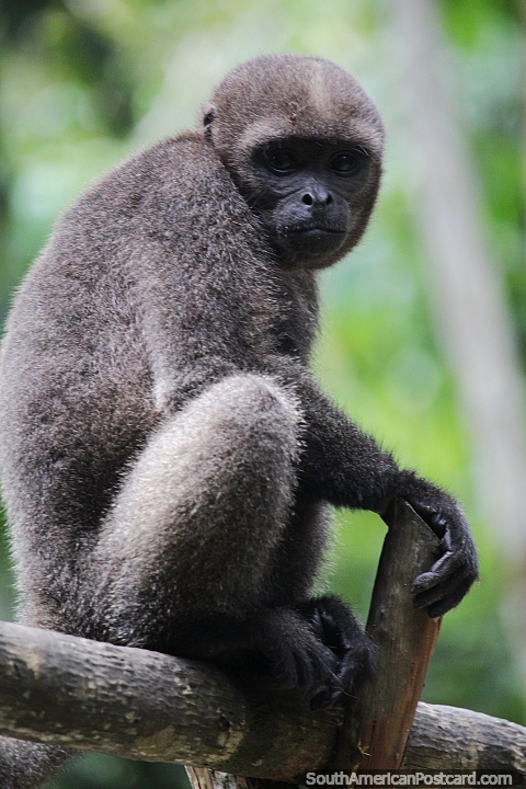 Grey woolly monkey living in the Amazon jungle. (480x720px). Brazil, South America.
