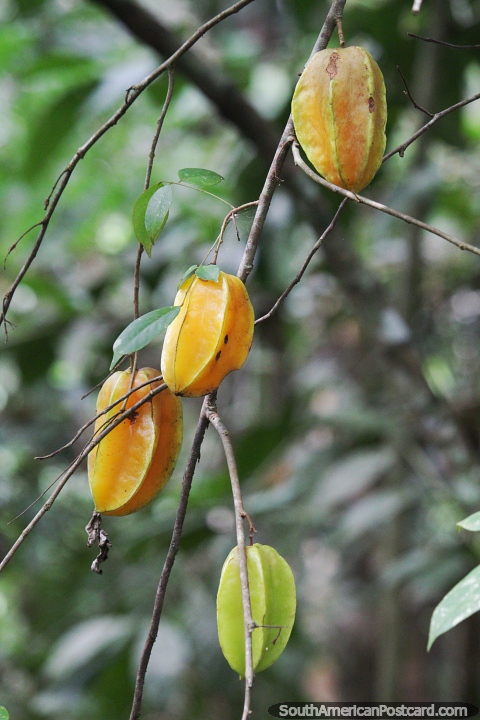 Carambola (star fruit), poisonous but sometimes consumed, the Amazon. (480x720px). Brazil, South America.