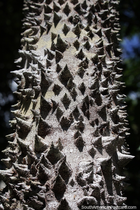 rbol puntiagudo con muchas puntas pequeas en forma de tringulo en el tronco, el Amazonas. (480x720px). Brasil, Sudamerica.