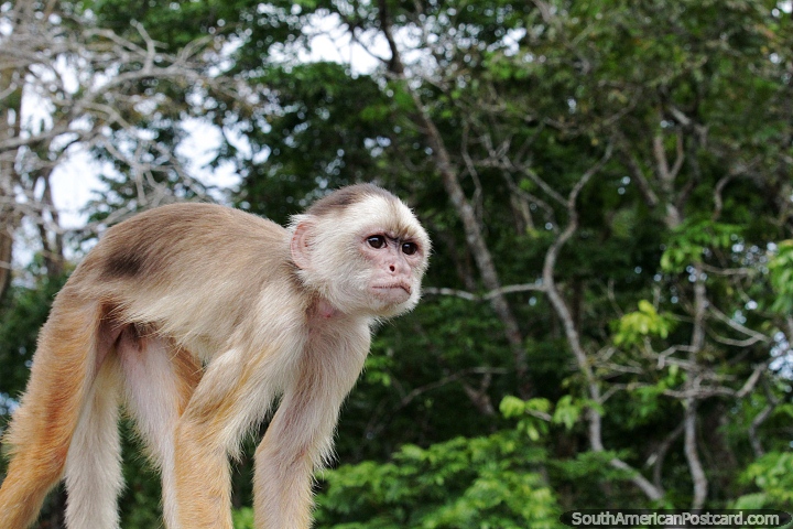 Monkey in his natural habitat in the jungle in the Amazon. (720x480px). Brazil, South America.