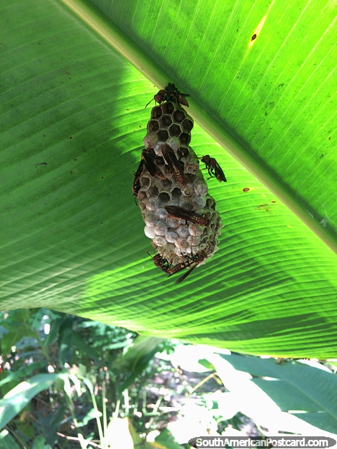 Wasps building a nest under a large banana plant leaf, the Amazon. (480x640px). Brazil, South America.