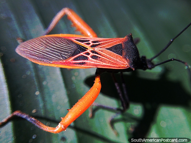 Insecto naranja con un interesante diseo negro en su espalda, el Amazonas. (640x480px). Brasil, Sudamerica.