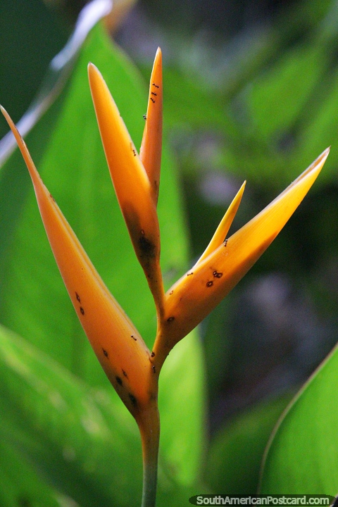 Yellow expanded heliconia, exotic plant of the Amazon. (480x720px). Brazil, South America.