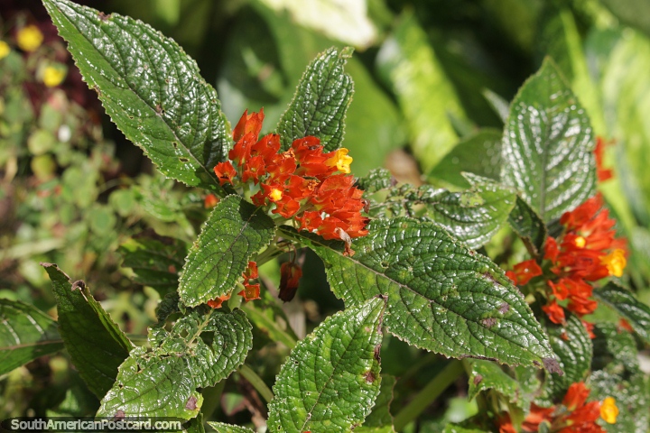 Shrub with orange and yellow flowers, plant in the Amazon. (720x480px). Brazil, South America.