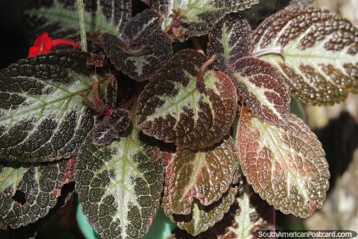 Coleus shrub has a range of green shades, the Amazon. (720x480px). Brazil, South America.