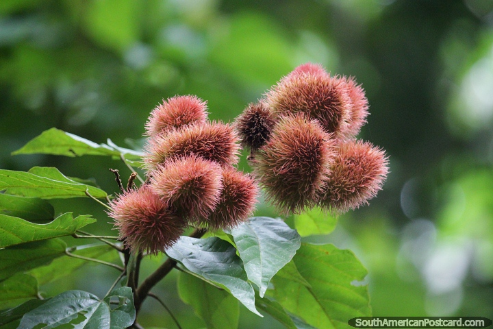 Achiote (bixa orellana), spiky and fluffy, exotic plant in the Amazon. (720x480px). Brazil, South America.