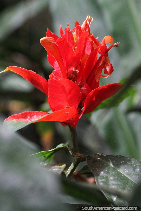 Un racimo de hojas y flores rojas se destaca en la verde selva amaznica. (480x720px). Brasil, Sudamerica.