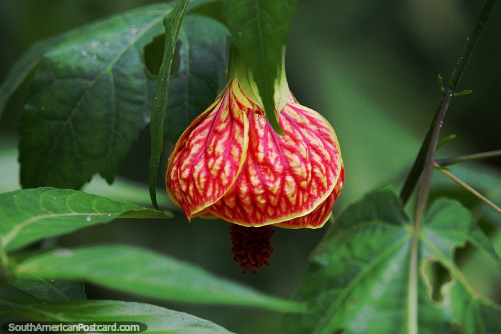 Abutilon pictum, planta com flor usada na horticultura, na Amaznia. (720x480px). Brasil, Amrica do Sul.